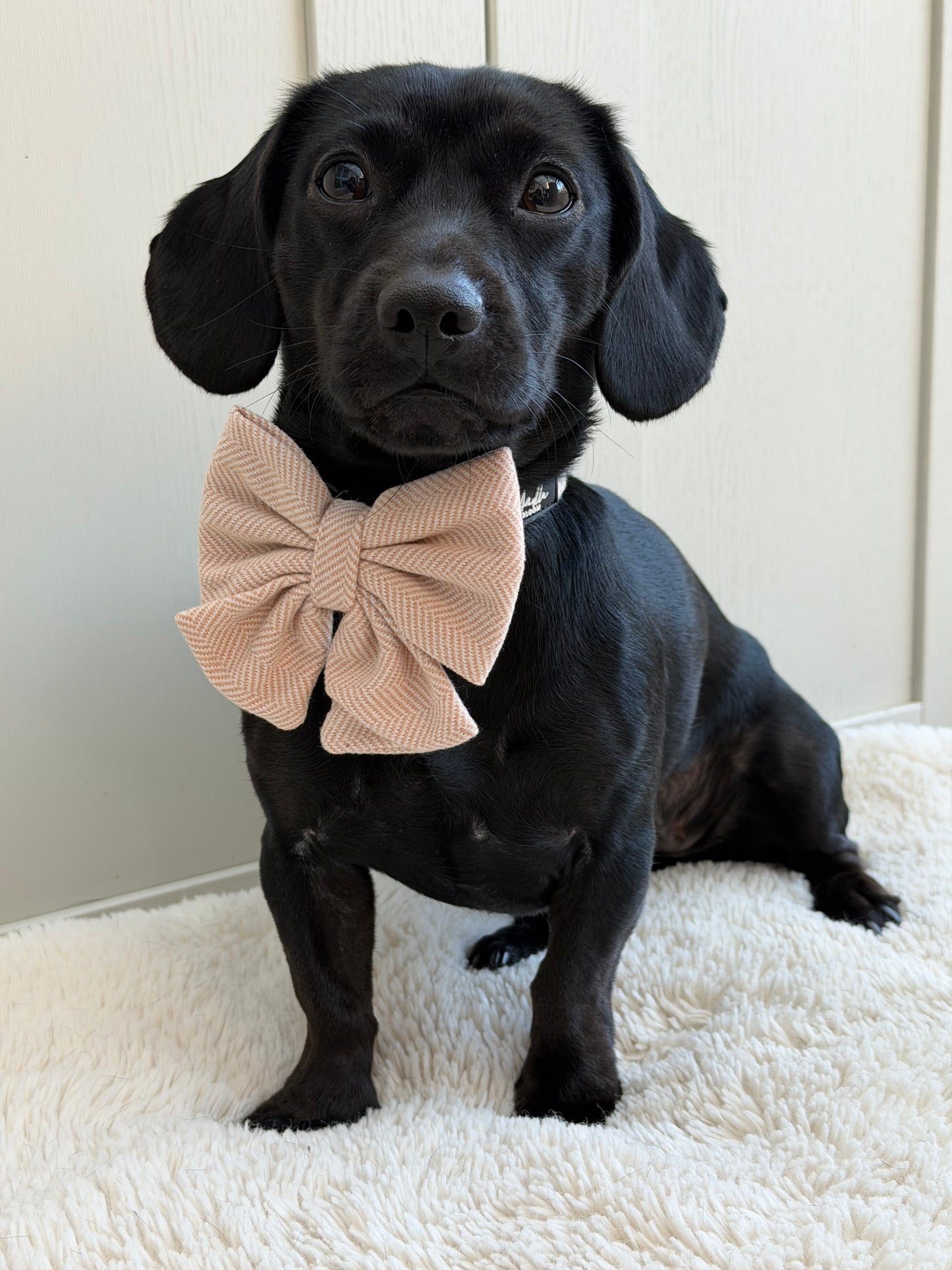 Entwilled Elegance Twill Sailor Bow Tie