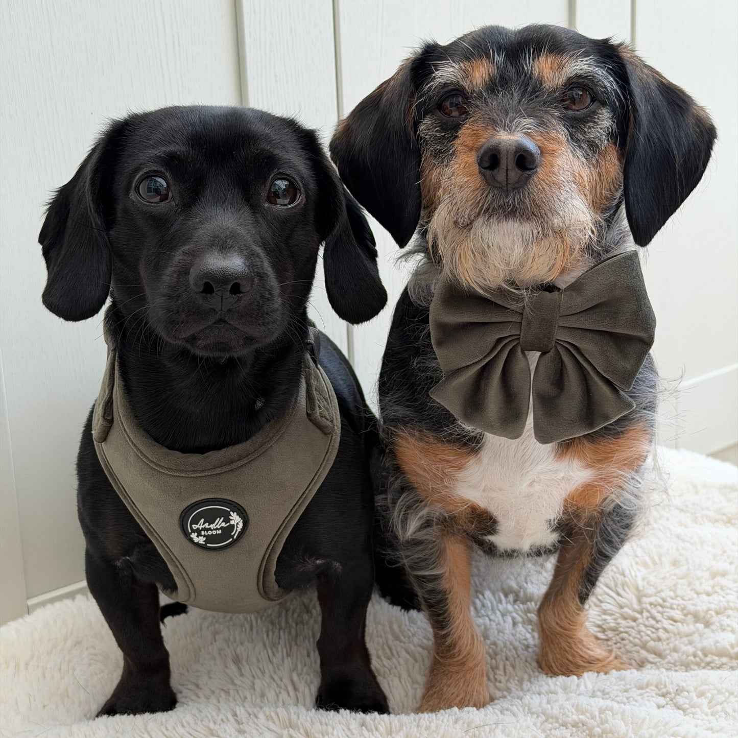 Moorland Muse Green Velvet Sailor Bow Tie