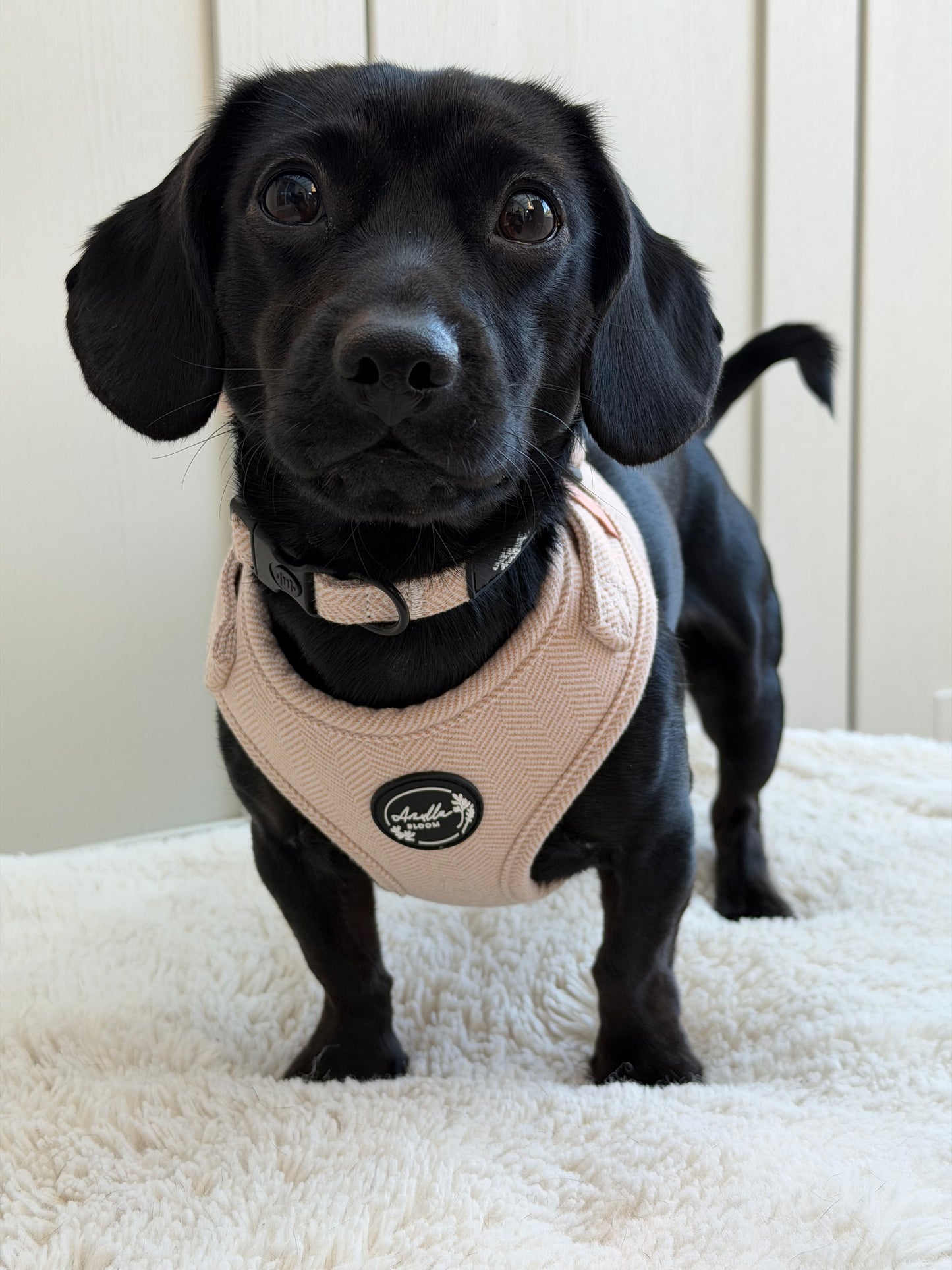 Entwilled Elegance Twill Adjustable Neck Harness