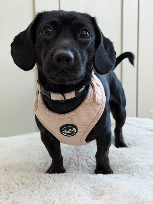 Entwilled Elegance Harness