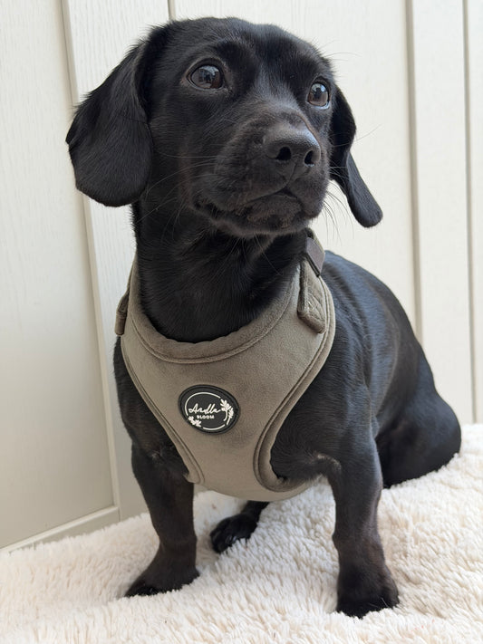 Moorland Muse Velvet Adjustable Neck Harness