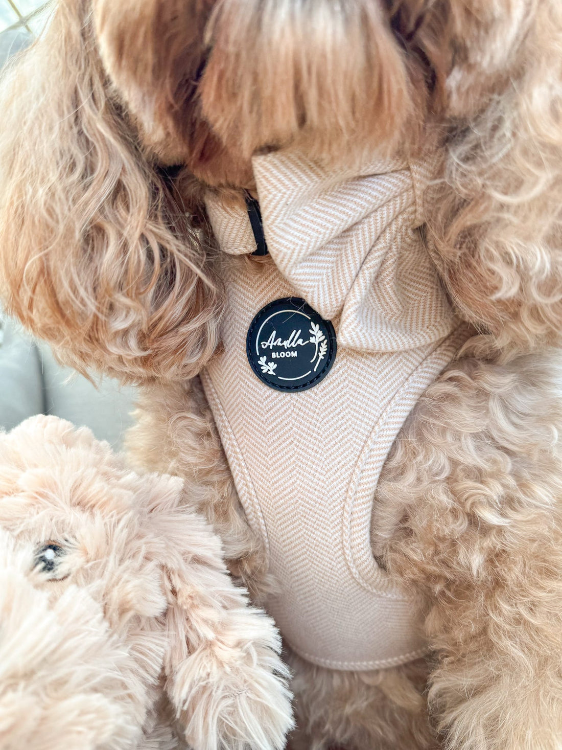 How a Dog Harness Should Really Fit