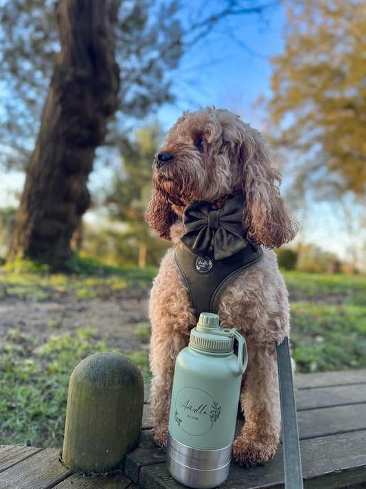 How to Choose a Stylish Dog Collar and Lead