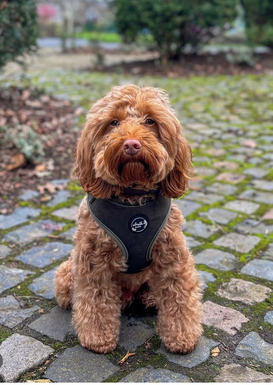How to Choose the Best Adjustable Dog Harness