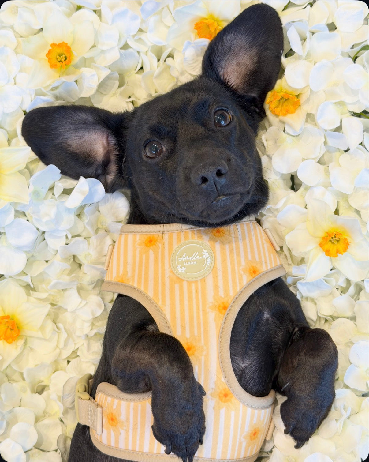 Gilded Garden Adjustable Neck Harness