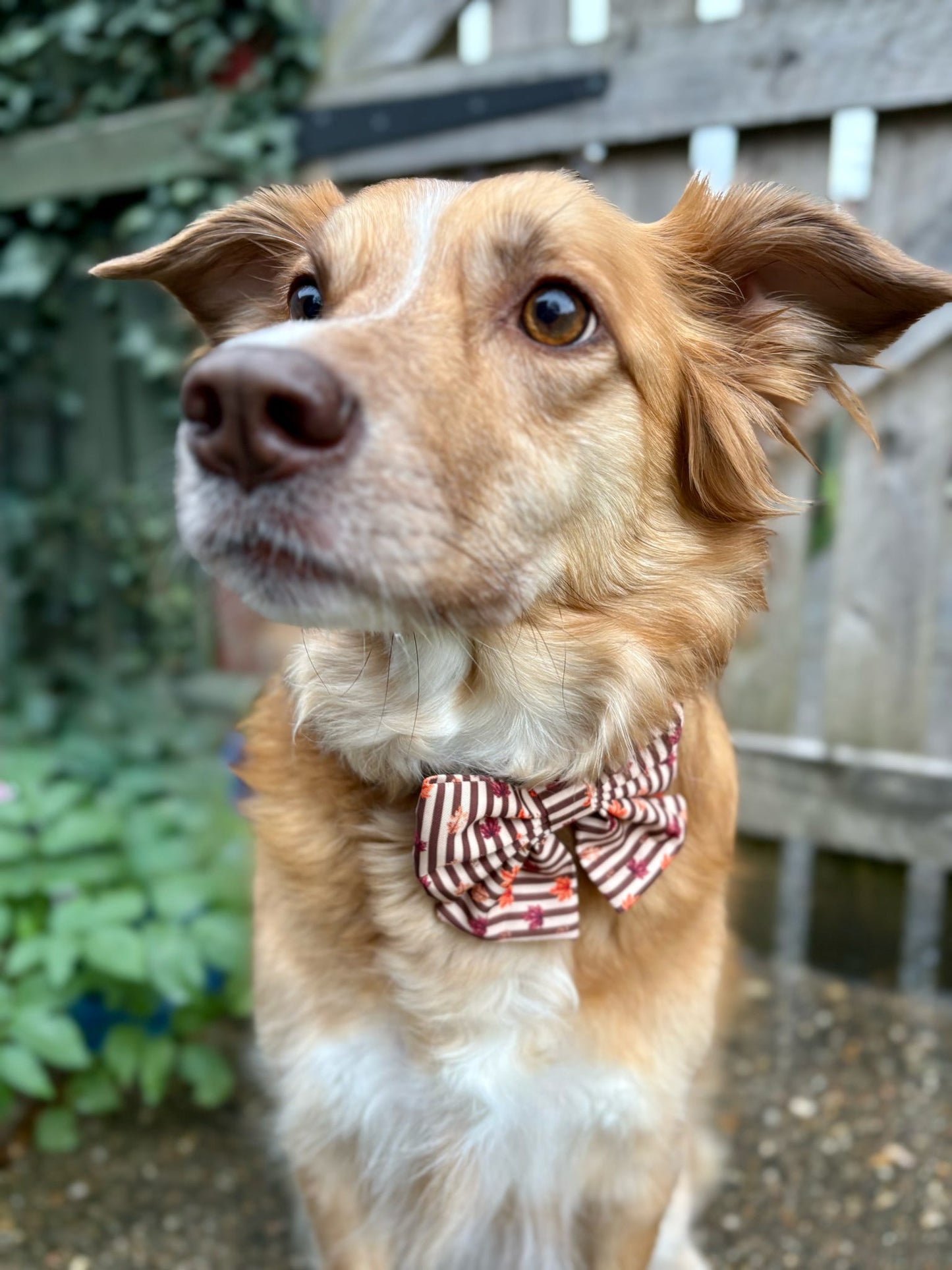 Autumn Dog Bow | Sailor Bow Dog Accessory | Brown Burgundy Leaf Print | Fall Dog Bow | Matching Dog Bow | Burnished Boughs