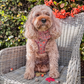 Autumn Dog Harness | Burnished Boughs | Padded Neoprene, Adjustable Fit
