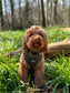 Moorland Muse Velvet Adjustable Neck Harness