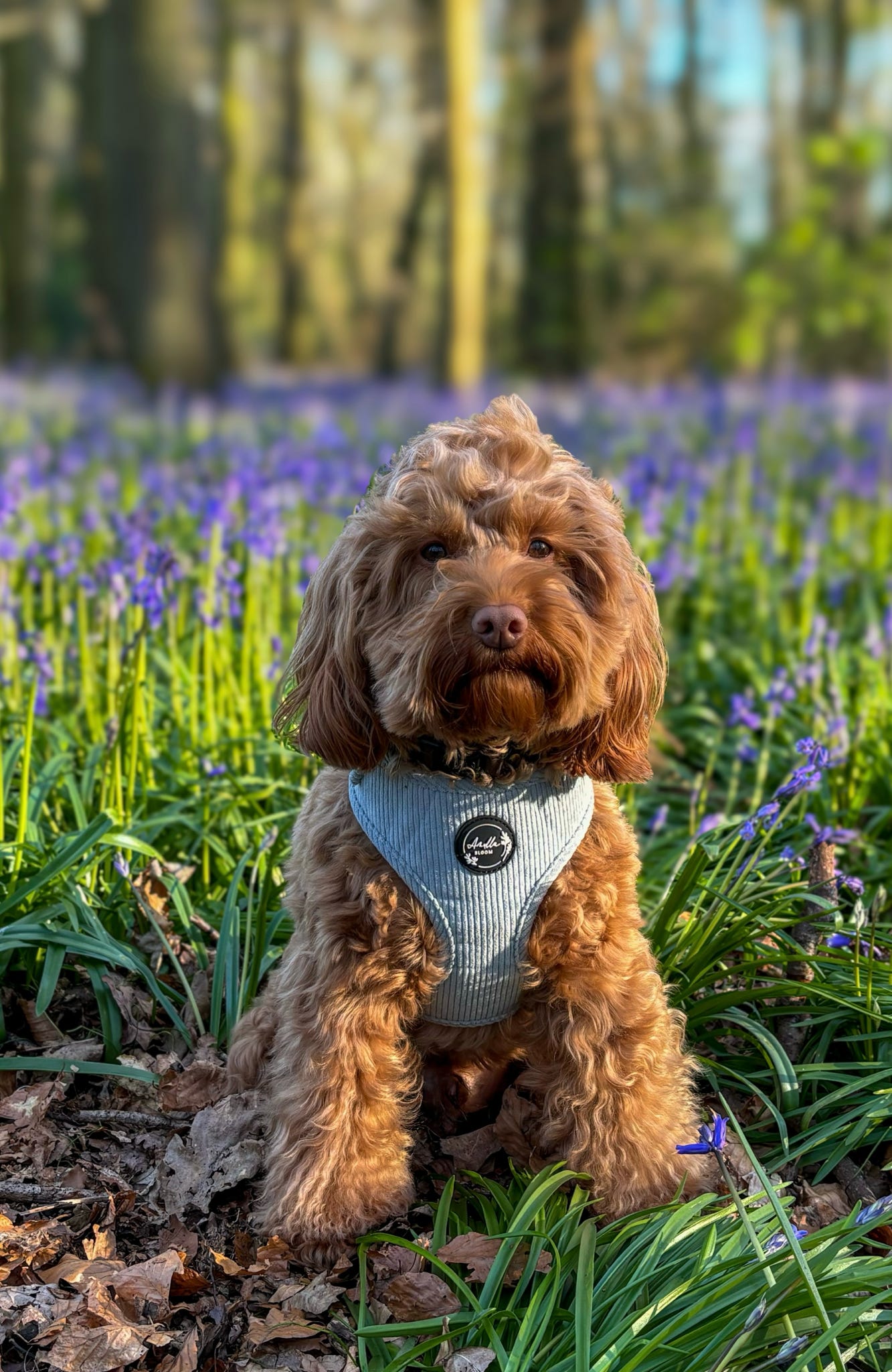 Serene Shores Blue Cord Adjustable Neck Harness