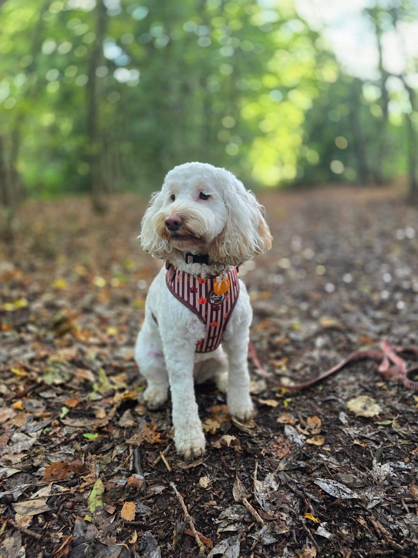 Autumn Dog Harness | Burnished Boughs | Padded Neoprene, Adjustable Fit