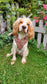 Autumn Dog Harness | Burnished Boughs | Padded Neoprene, Adjustable Fit