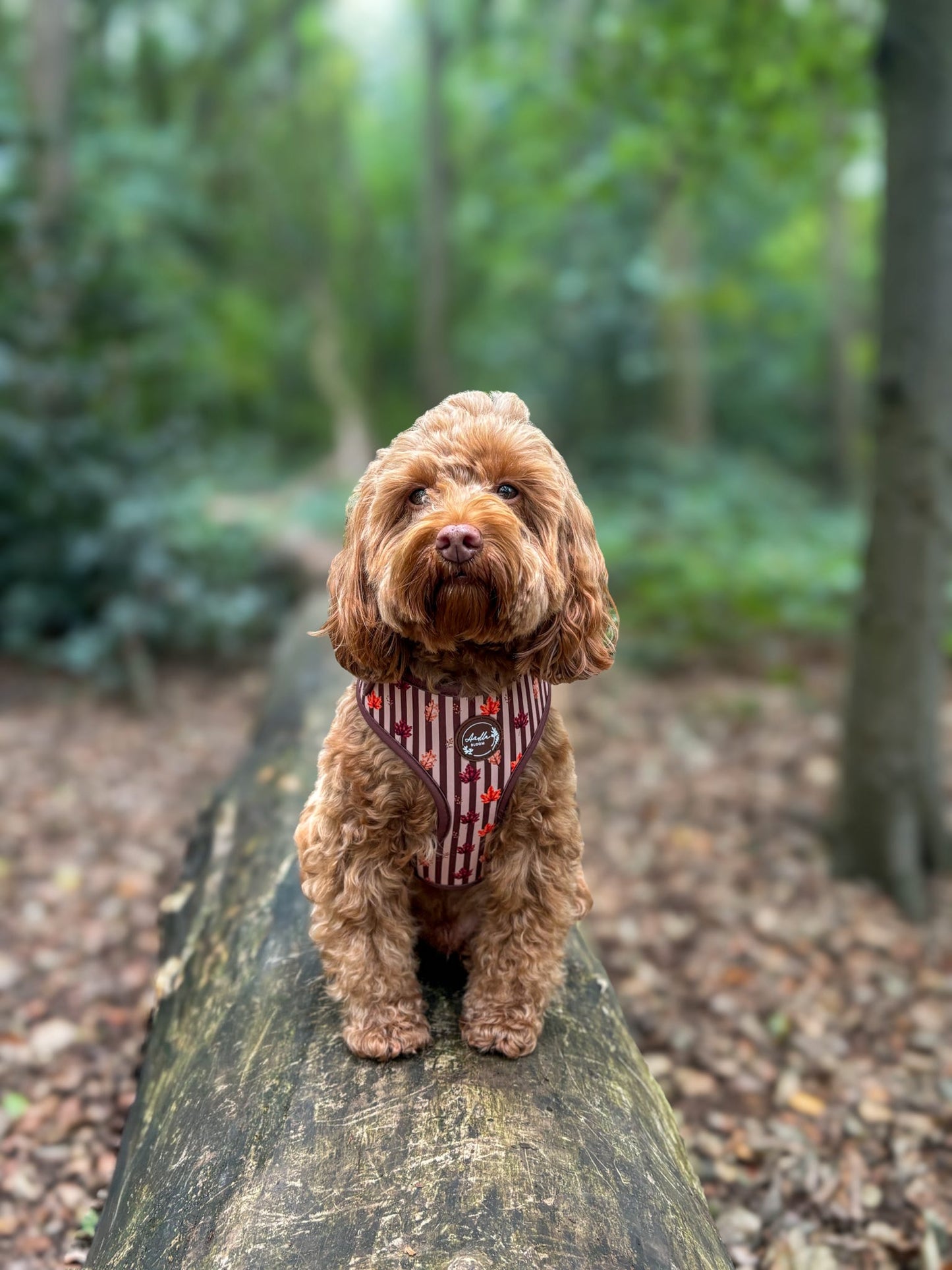 Autumn Dog Harness | Burnished Boughs | Padded Neoprene, Adjustable Fit