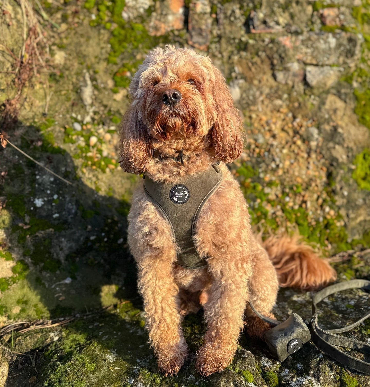 Moorland Muse Velvet Adjustable Neck Harness