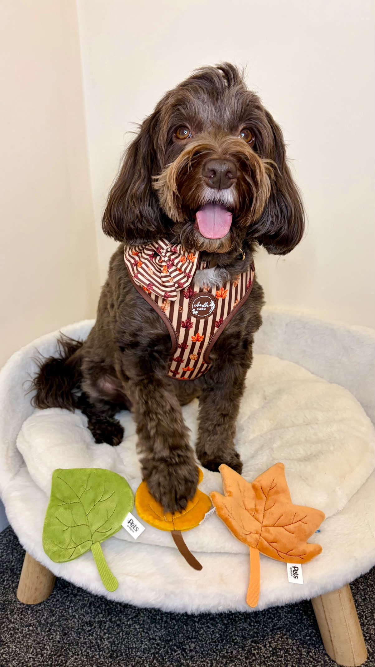 Autumn Dog Harness | Burnished Boughs | Padded Neoprene, Adjustable Fit