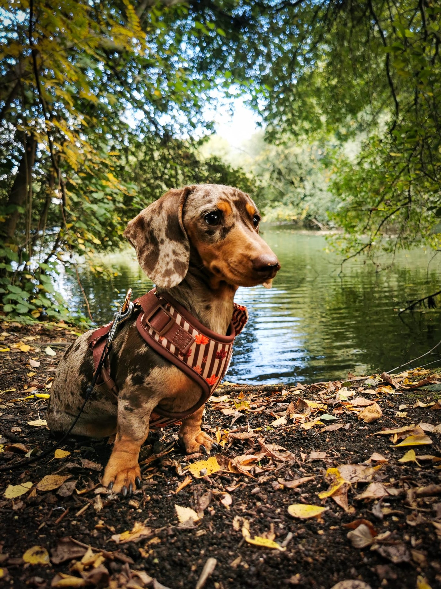 Autumn Dog Harness | Burnished Boughs | Padded Neoprene, Adjustable Fit