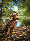 Autumn Dog Harness | Burnished Boughs | Padded Neoprene, Adjustable Fit