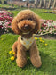 Gilded Garden Adjustable Neck Harness