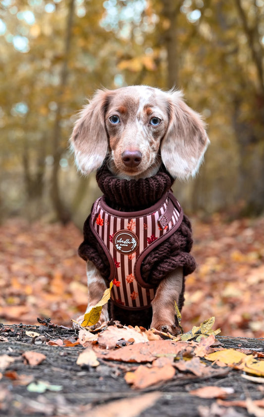 Autumn Dog Harness | Burnished Boughs | Padded Neoprene, Adjustable Fit
