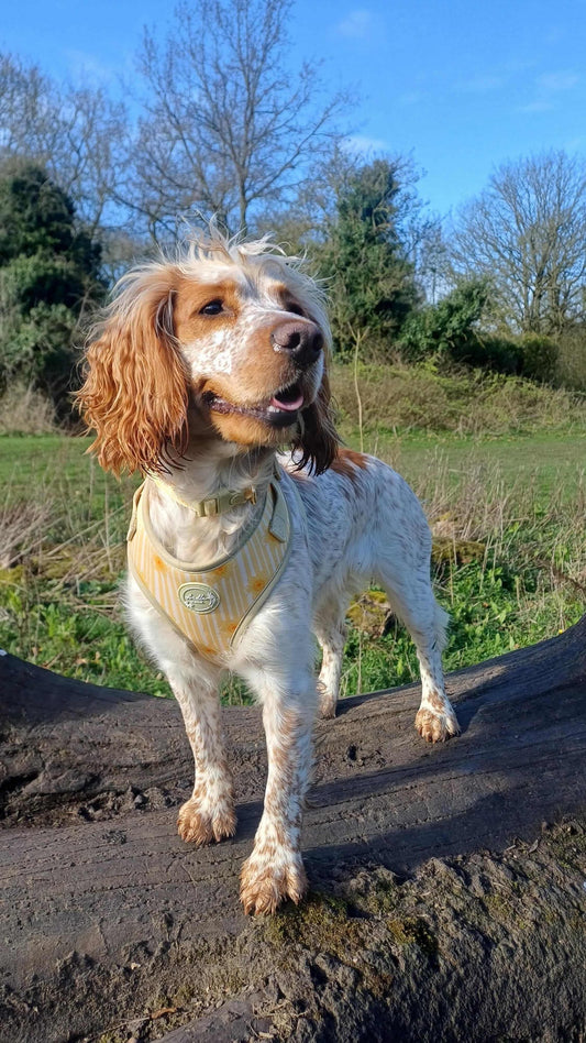 Gilded Garden Safety Collar