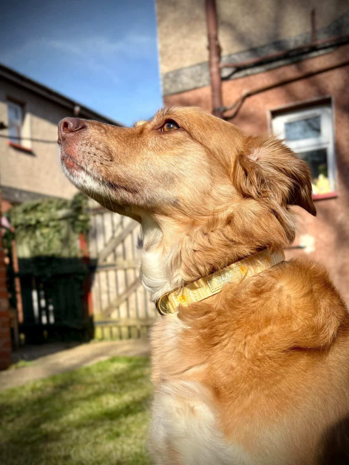 Gilded Garden Safety Collar