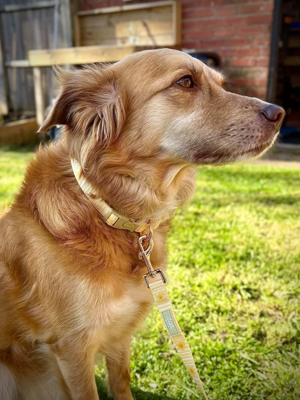 Gilded Garden Safety Collar