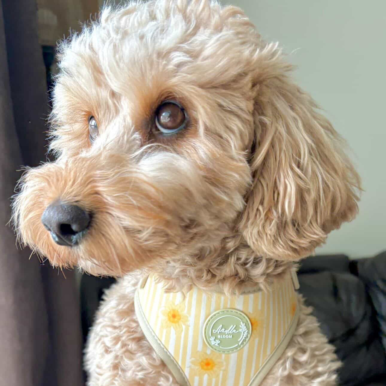 Gilded Garden Adjustable Neck Harness