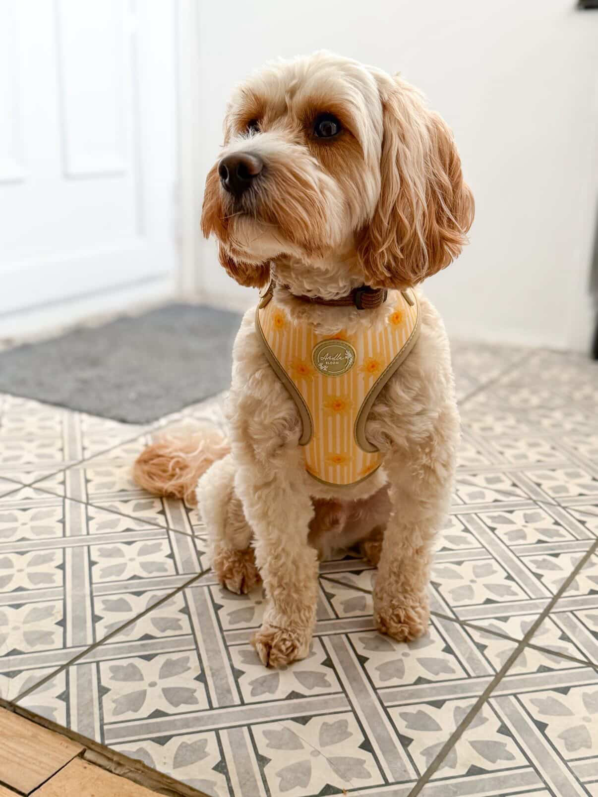 Gilded Garden Adjustable Neck Harness