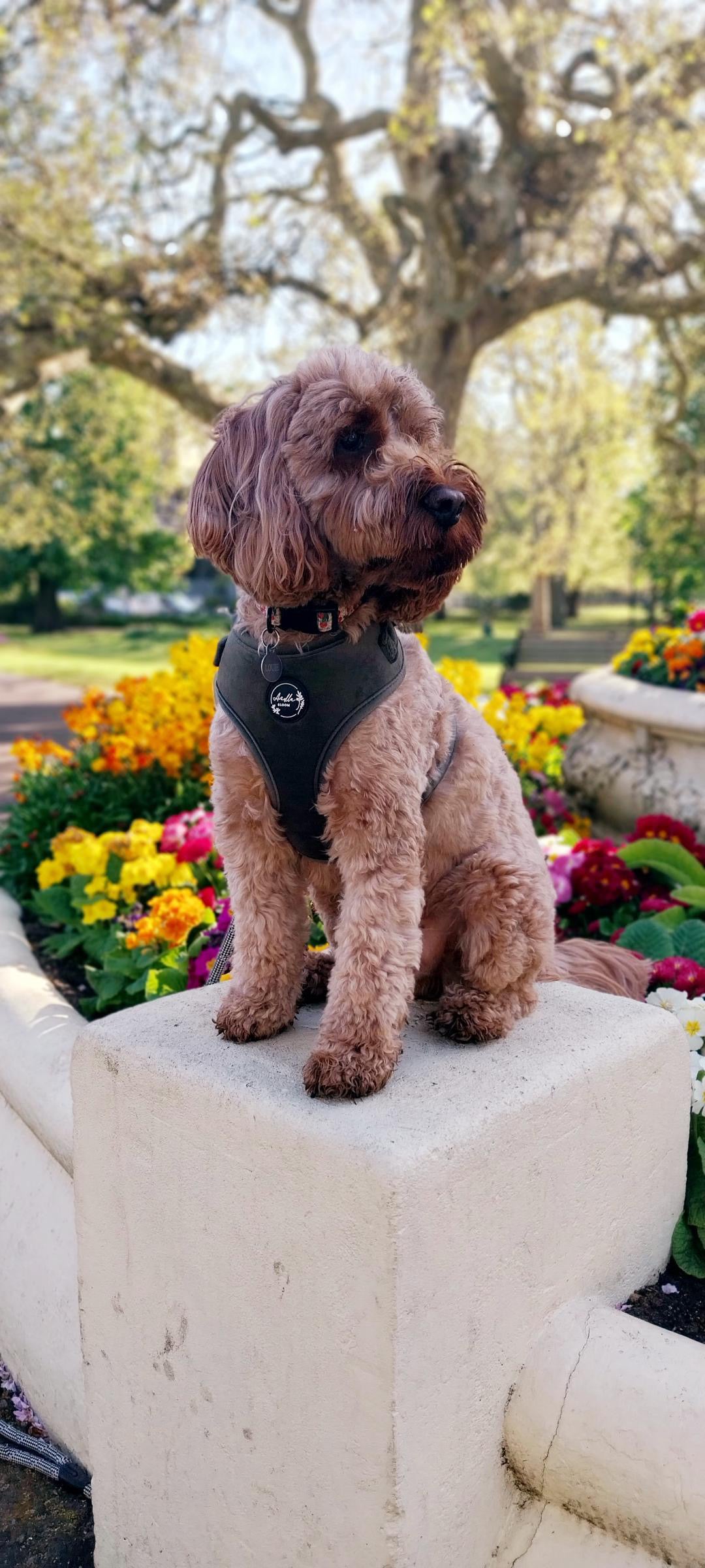 Moorland Muse Velvet Adjustable Neck Harness