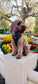 Moorland Muse Velvet Adjustable Neck Harness