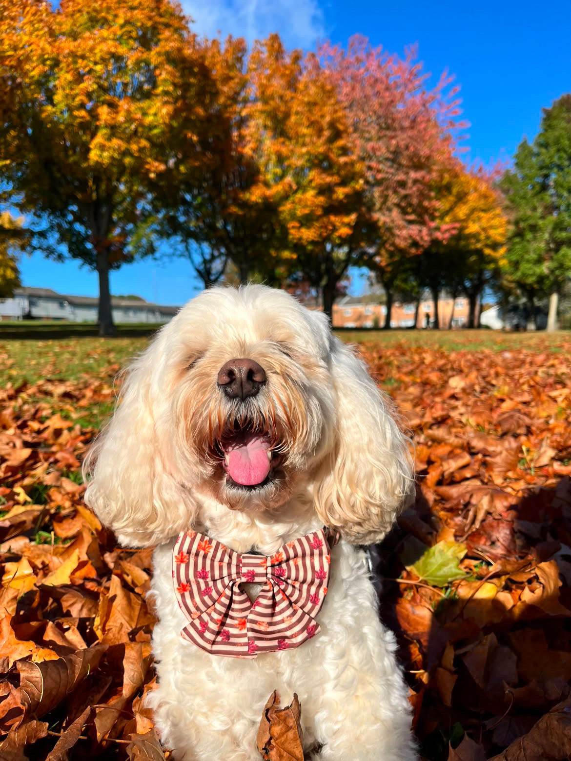Autumn Dog Bow | Sailor Bow Dog Accessory | Brown Burgundy Leaf Print | Fall Dog Bow | Matching Dog Bow | Burnished Boughs