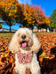 Autumn Dog Bow | Sailor Bow Dog Accessory | Brown Burgundy Leaf Print | Fall Dog Bow | Matching Dog Bow | Burnished Boughs