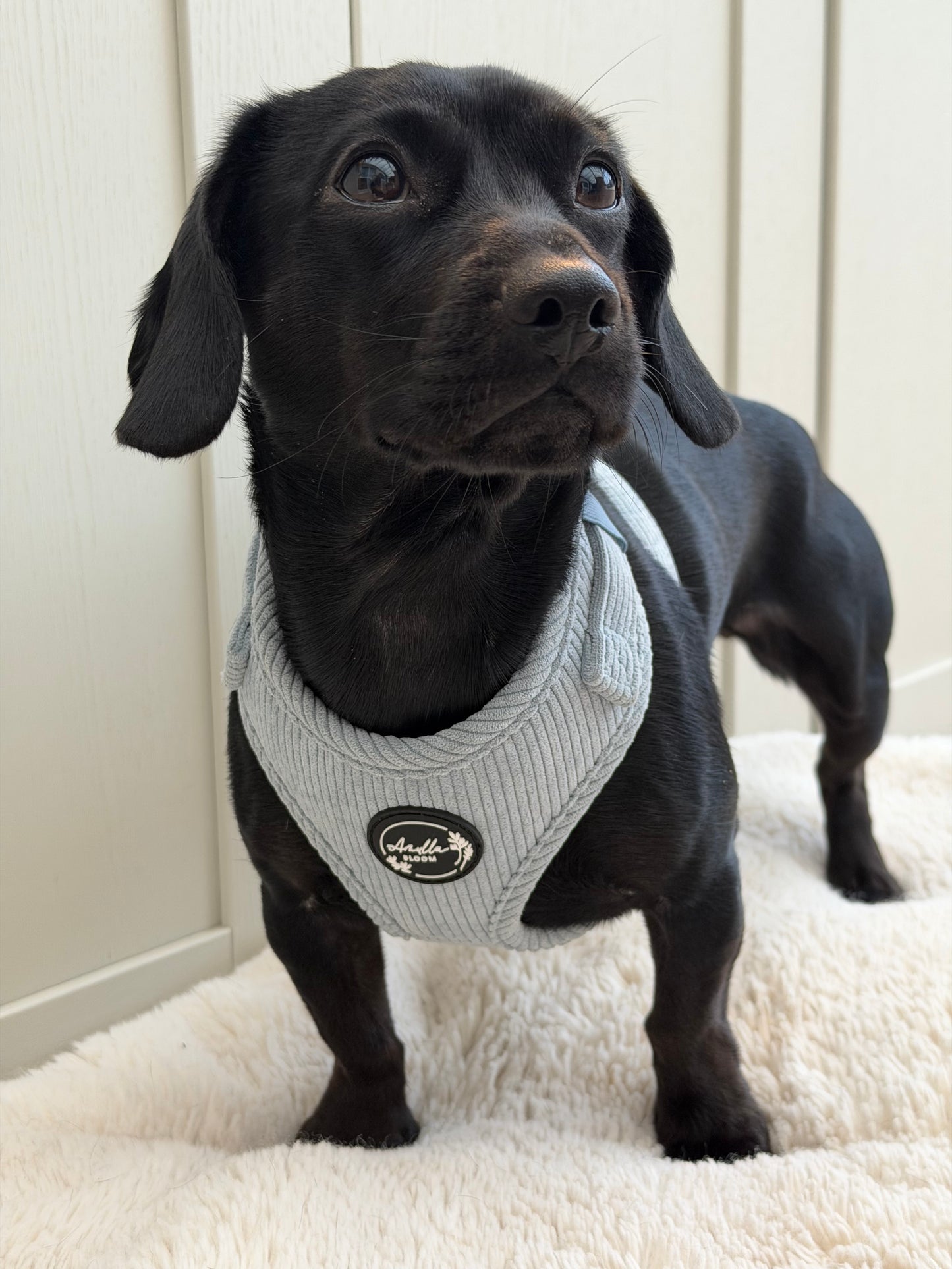 Serene Shores Adjustable Harness