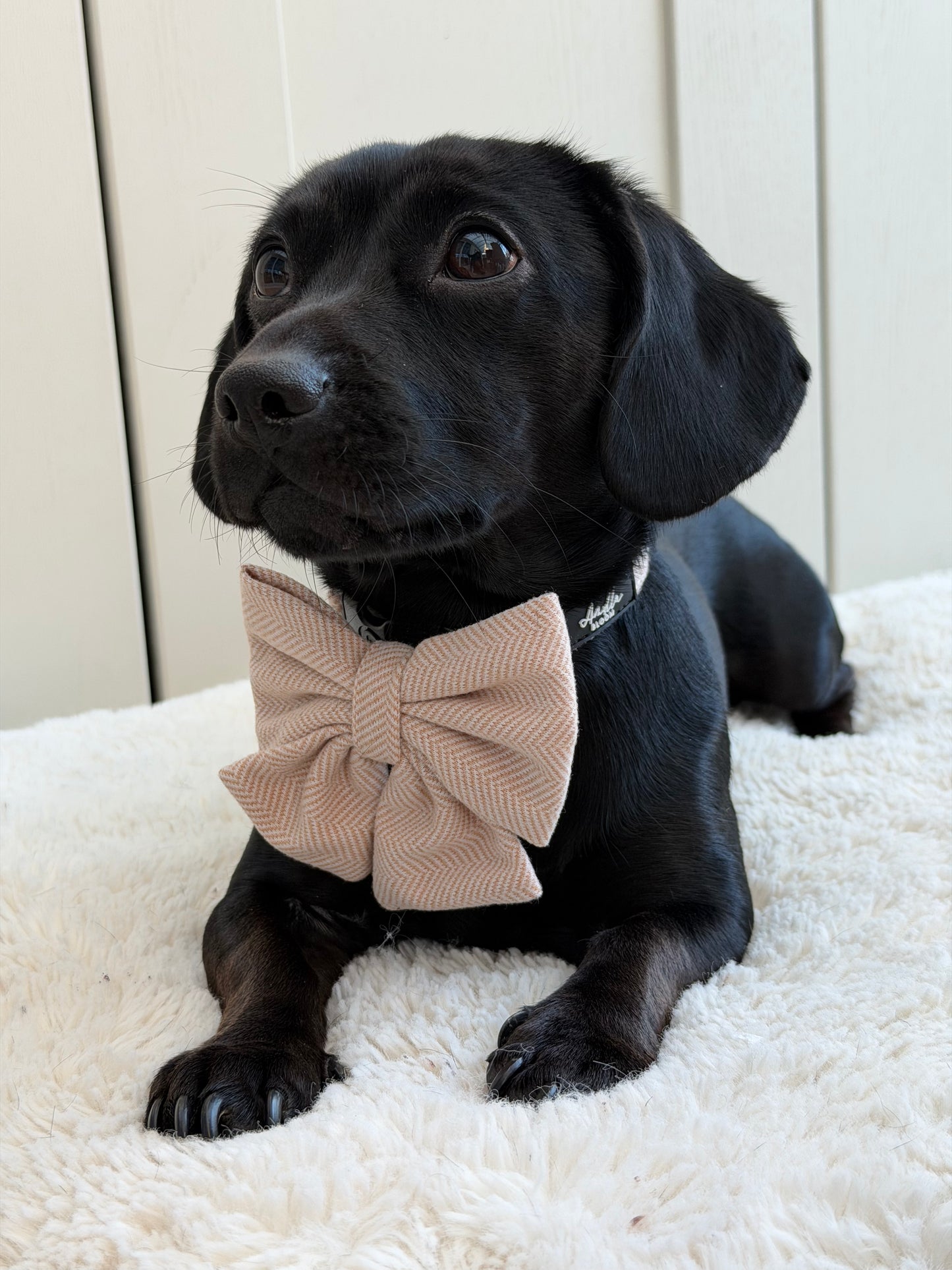 Entwilled Elegance Sailor Bow