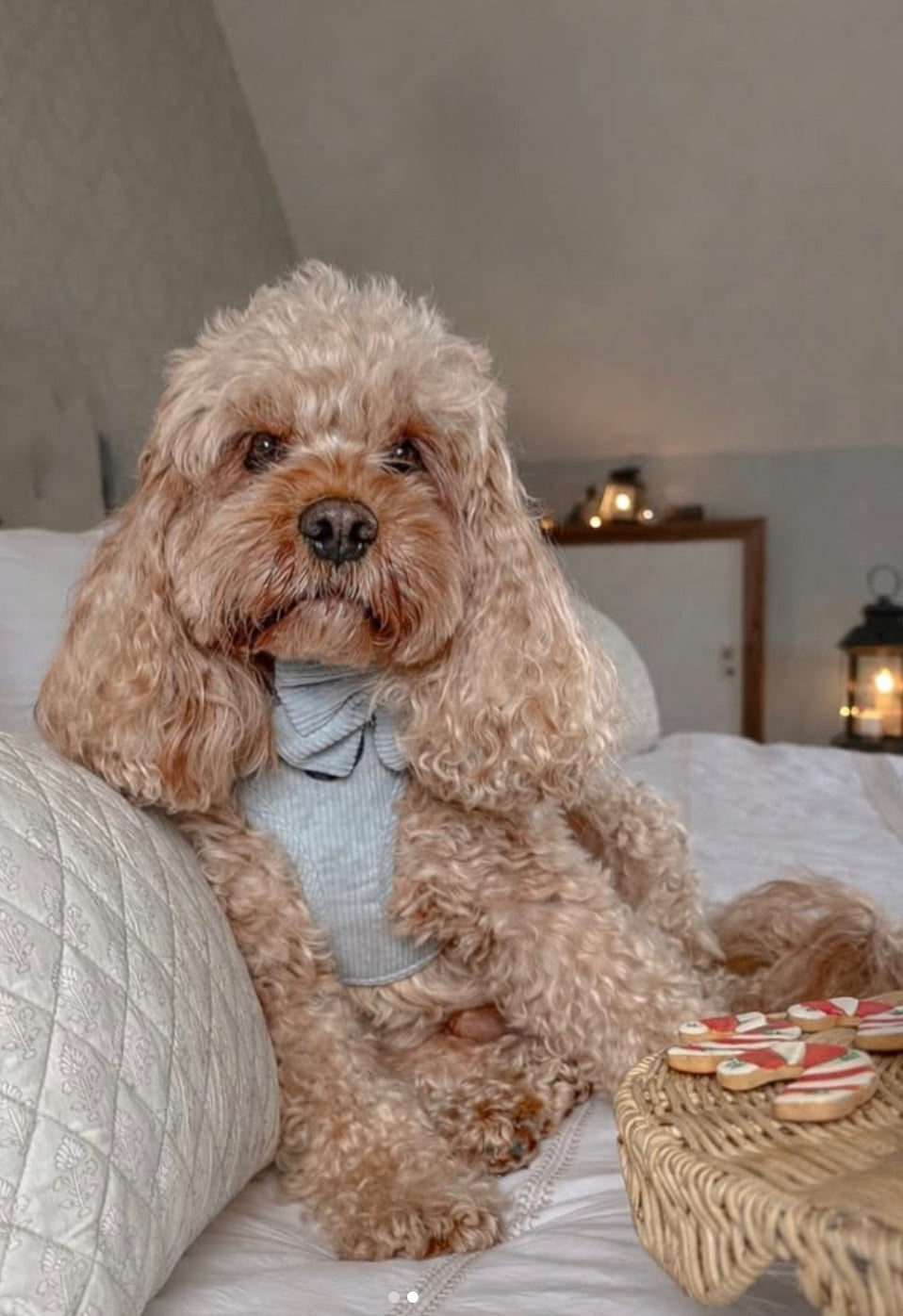 Serene Shores Blue Cord Adjustable Neck Harness