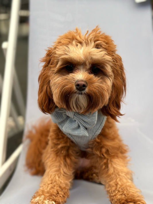 Serene Shores Blue Cord Sailor Bow