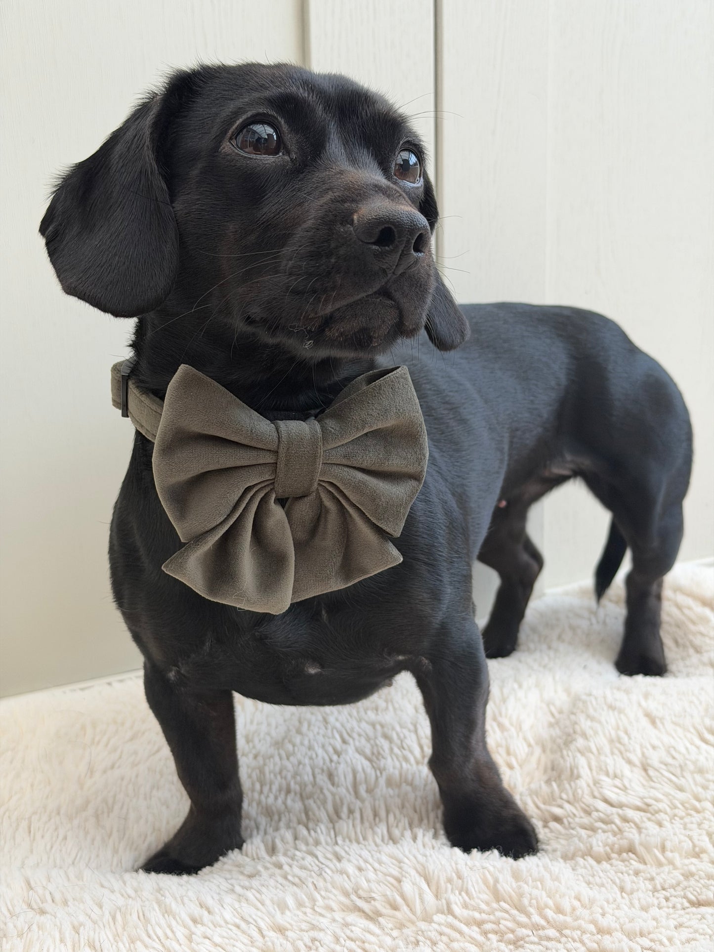 Moorland Muse Green Velvet Sailor Bow Tie