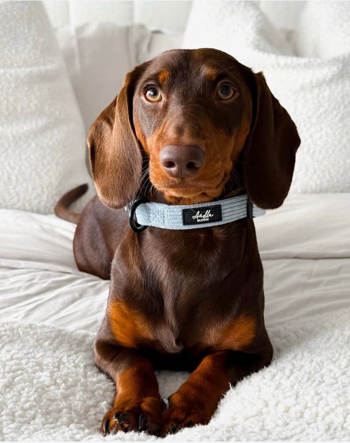 Serene Shores Adjustable Blue Cord Collar