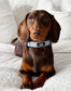 Serene Shores Adjustable Blue Cord Collar