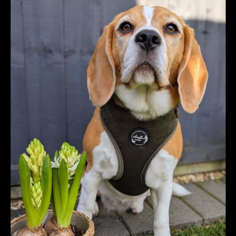 Moorland Muse Velvet Adjustable Neck Harness