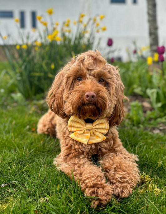 Gilded Garden Sailor Bow